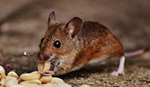 24 Hour & Emergency Exterminators in King City, OR
